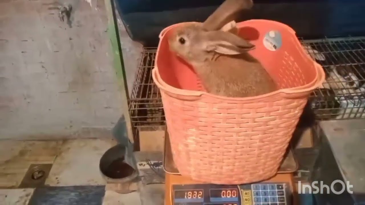 🔥تسمين وتحويل رهيب ،تقطيع الارانب بلا استثناء حتى الخلفات اللي في بيوت الولد حصل فيها تغير