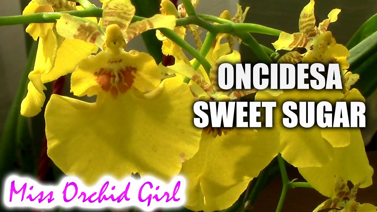 Oncidesa Sweet Sugar - The dancing lady orchid