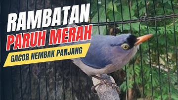 Rambatan Paruh Merah Nembak Panjang Suara Jernih