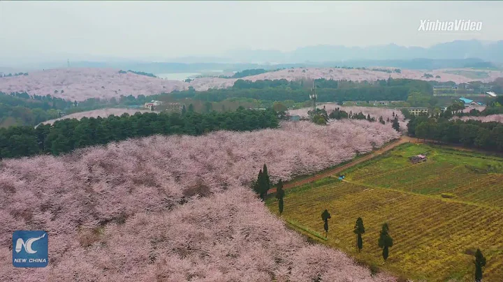 Cherry blossoms in full bloom in China's Guizhou - 天天要聞