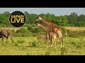 safariLIVE - Sunset Safari - August 7, 2018