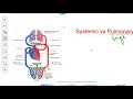 Systemic vs Pulmonary Circulation | Circulation