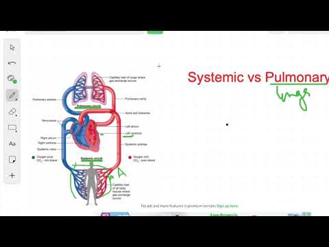 Video: Verschil Tussen Pulmonaal En Systemisch Circuit