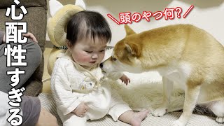 赤ちゃんの犬型のヘッドガードを敵だと思って心配する柴犬