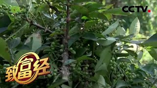 奇特方法种花椒 亩产翻三倍 年收破40000000元！|  CCTV「致富经」20200902