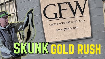 FUR MARKET UPDATE: WILL THE SKUNK MARKET HOLD ? 🦨🦨🦨#mcsquallers #hunting #trapping #outdoors