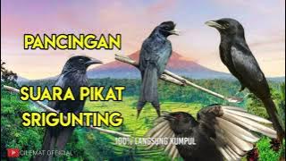 SUARA PIKAT BURUNG SRIGUNTING RIBUT/TARUNG, PALING AMPUH || PANCINGAN SRIGUNTING LIAR.