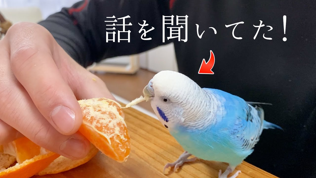 おもちゃ/ぬいぐるみゴールドポインコ、ポインコブラザーズ