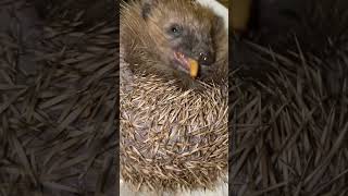 Igel Luna ❤️ ein kleiner Igel frisst lebendige Mehlwürmer und Zophobas ?❤️