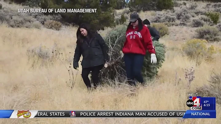 Utah Christmas tree permits now available