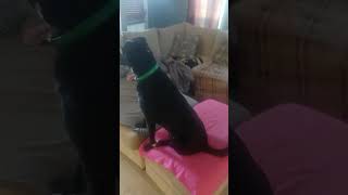 Leo Waiting For Uncle Ron