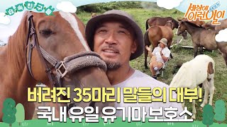 [#습속친구들] 버려진 35마리 말들의 대부, 국내 유일 유기마 보호소🐴 #순간포착세상에이런일이 #WhatonEarth #SBSstory