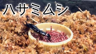 ハサミムシの餌は乾燥赤虫に限る（成虫・食事シーン）