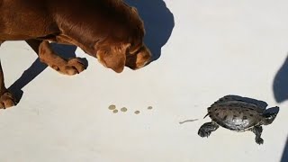 My friend turtle is in danger, isn't it? by NIGEL, THE COCKATOO and family 10 views 3 months ago 2 minutes, 21 seconds