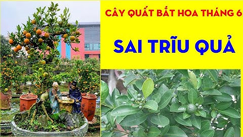 Cây Quất Bắt Hoa Lần 2 Ngày 8/6 Âm Lịch Đã Có Kết Quả