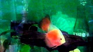 990823紅妃紅蓋.AVI