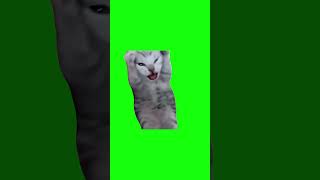 Screaming Kitten | Green Screen