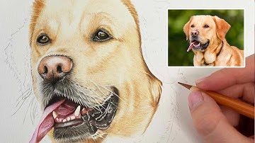 Part 6 Facial Fur | How to Draw a Dog in Coloured Pencils Series