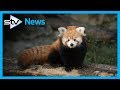 Red panda kit explores outside den at Edinburgh Zoo