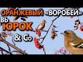 Юрок и его товарищи