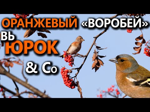 Видео: Bird Yurok: снимка и описание