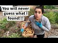 Harvesting My No-Dig (Ruth Stout) Potato Bed | Did I Out Do Last Years Yield?