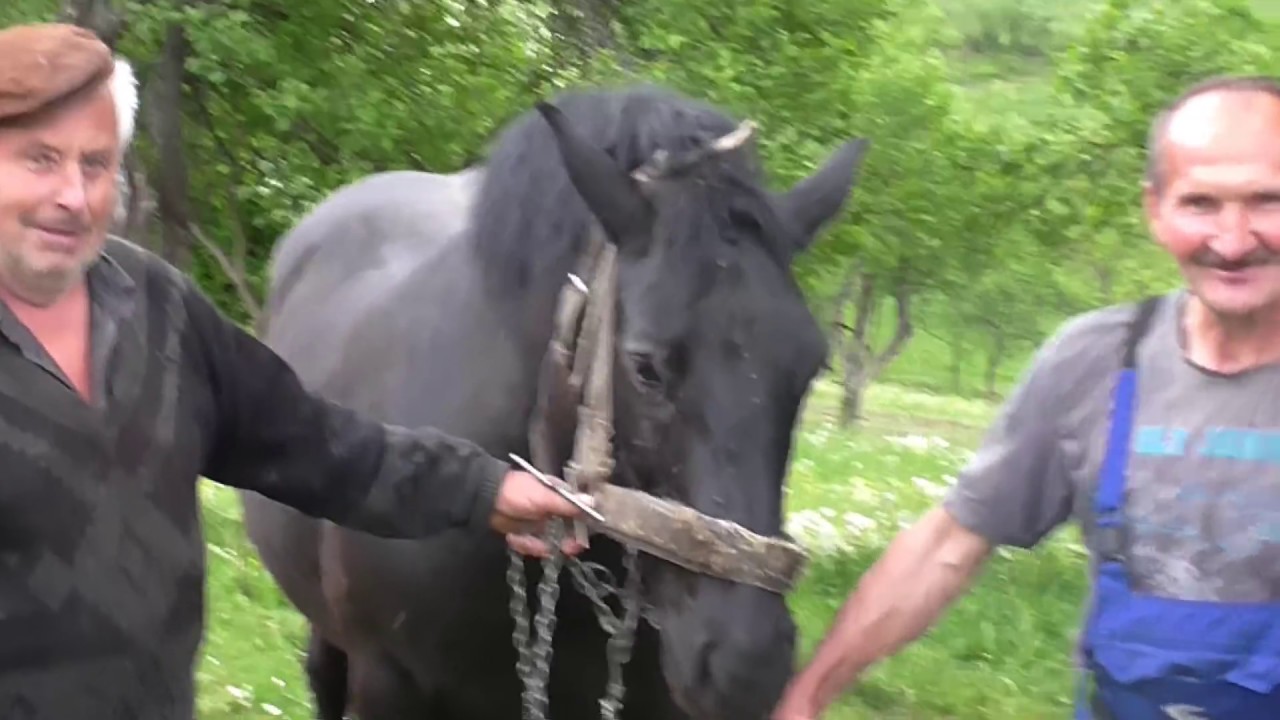 Pastiri i Prijatelji  Ramiz i Simo