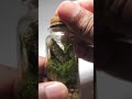 Miniature terrarium 16 months update #Shorts