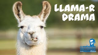 Llamar Drama  |  Black Lincoln Collective Comedy Podcast