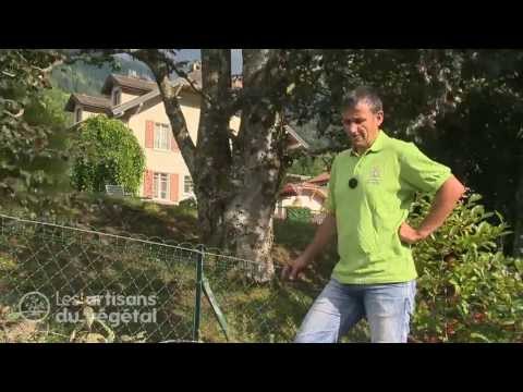 Vidéo: Qu'est-ce qu'un jardin hérité - Idées pour planter un jardin hérité