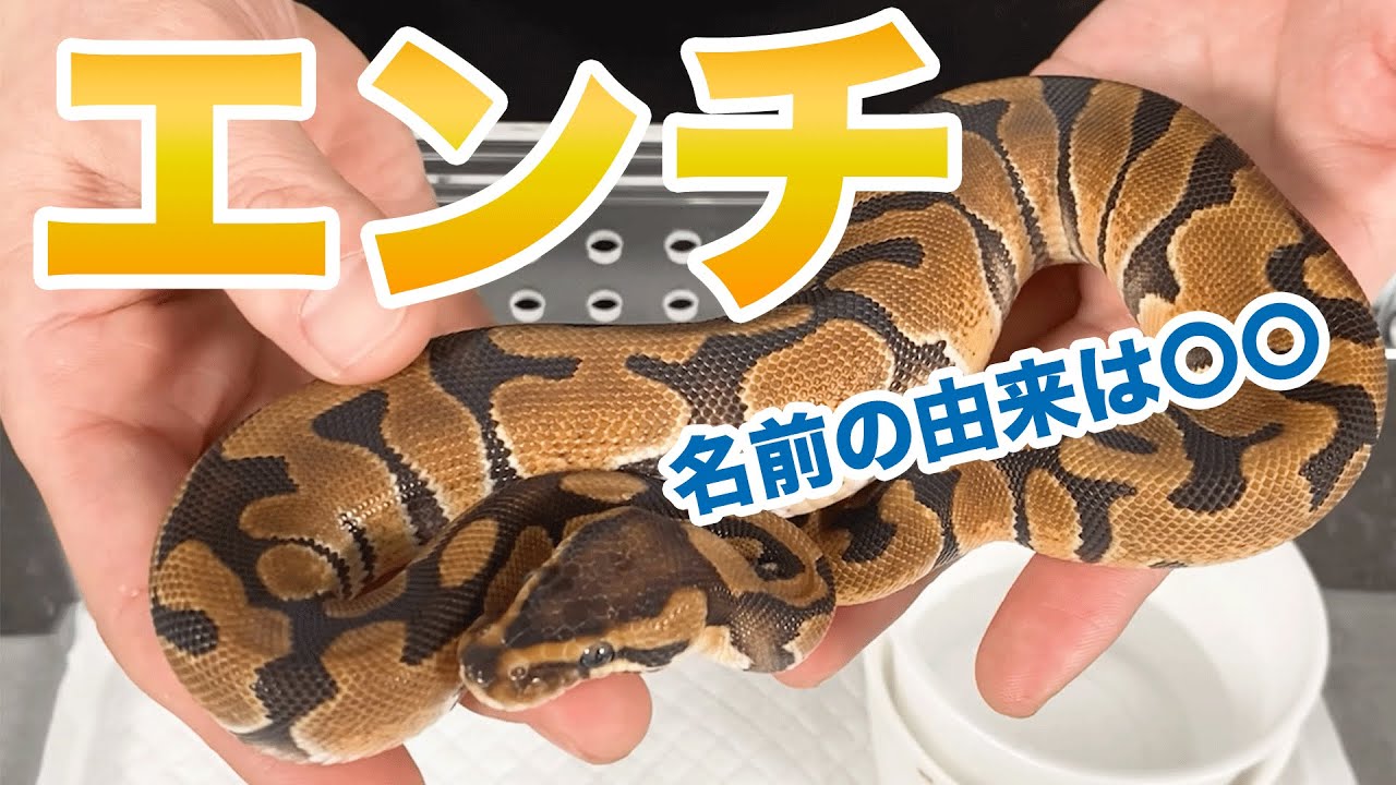 Enchi｜Ball Python Morph List - YouTube