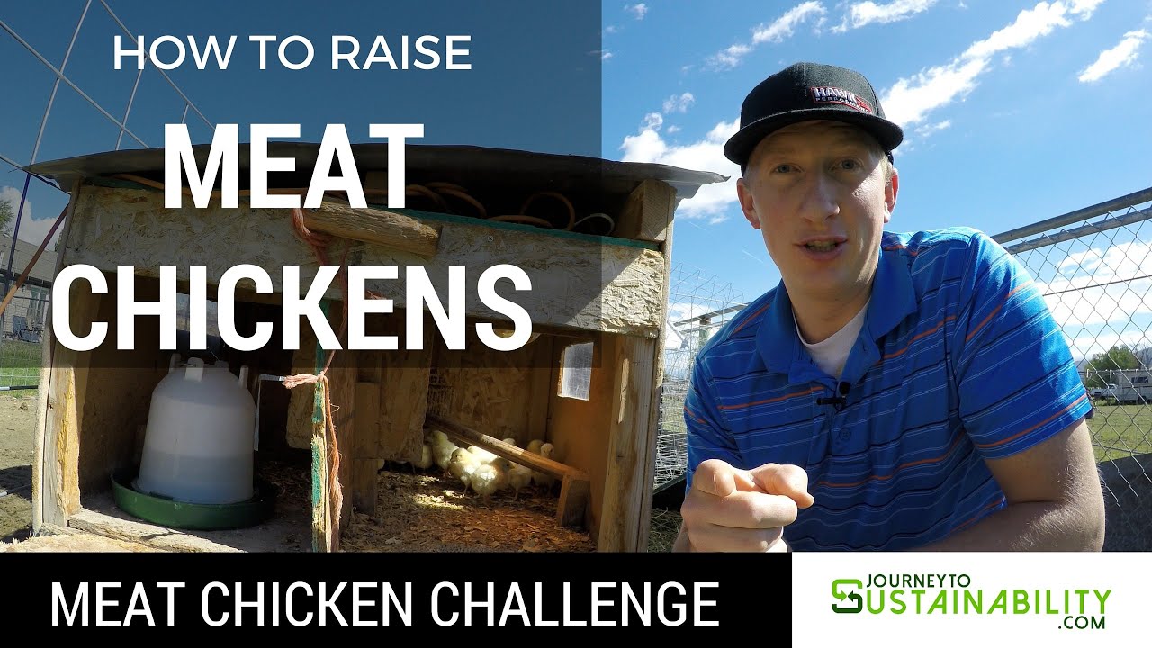 How To Raise Meat Chickens - Meat Chicken Challenge - Journey To