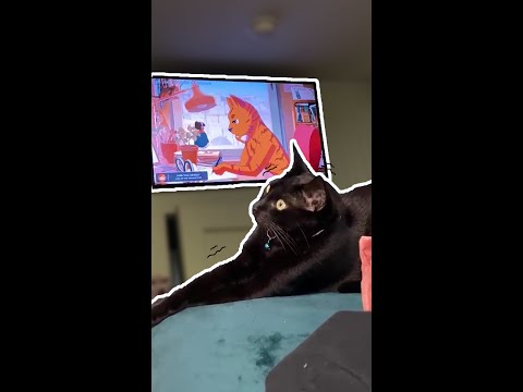 Cat’s Reaction To