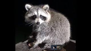 Thursday Night - Five Raccoons Braved The Cold