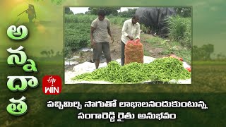 Profitable green chilli by Sangareddy farmer | ETV