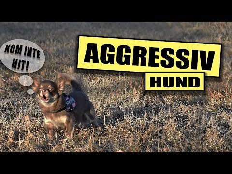 Video: Hur Man Beter Sig När Man Möter En Aggressiv Hund