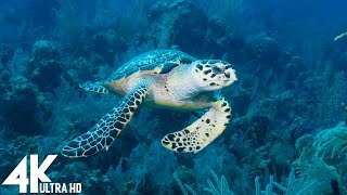 [NEW] 11HR Stunning 4K Underwater footage -Rare & Colorful Sea Life Video - Relaxing Sleep Music #1 by Dream Soul 874 views 3 months ago 3 hours, 52 minutes
