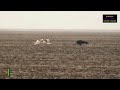 Amaphisi Hunting Greyhound vs Rabbit