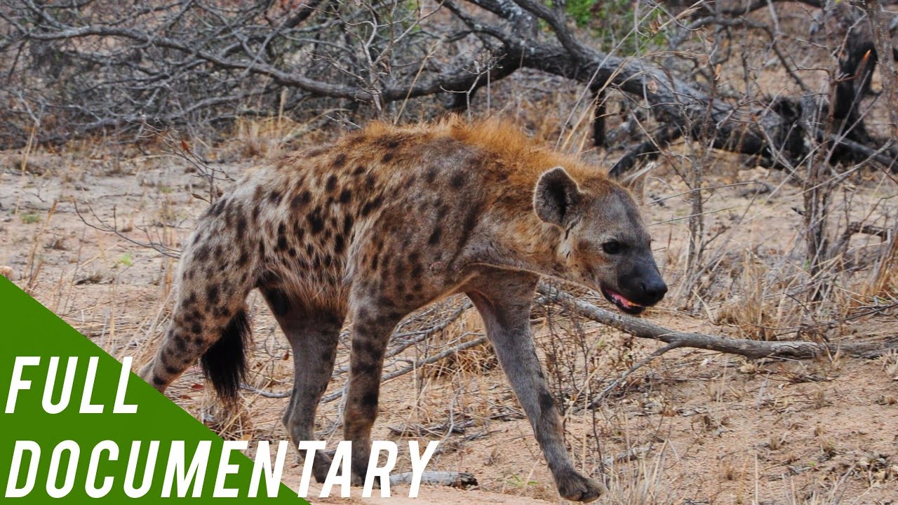 Hyena: Nature’s Most Intelligent Predator?