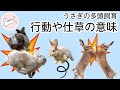 うさぎの多頭飼育④ 行動や仕草の意味