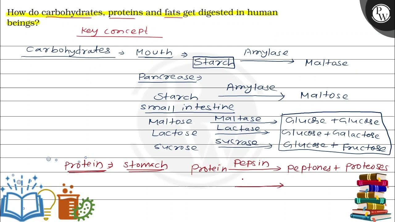 how-do-carbohydrates-proteins-and-fats-get-digested-in-human-beings