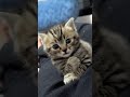 Cat lovers assemble!Your cat supply drop just landed… prepare to simp 😻📦💥#CatLovers#funnycats