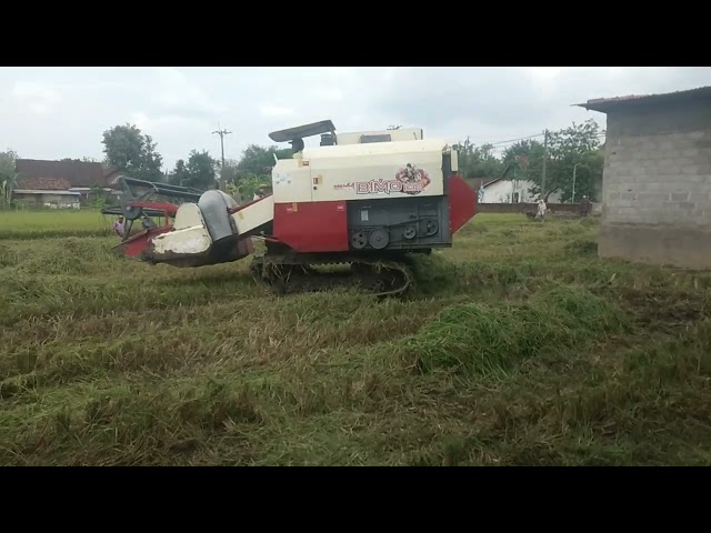 PANEN RAYA PADI DI DESA TAKERAN KEC. MAGETAN YANG CEPAT DAN AKURAT class=