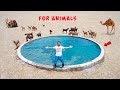 We build private swimming pool for animals  in desert