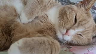 Simba The Sleepy Fluffy Cat by We Love Cats 61 views 1 year ago 1 minute, 33 seconds