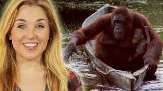 Top 10 Smart Animals | Earth Unplugged