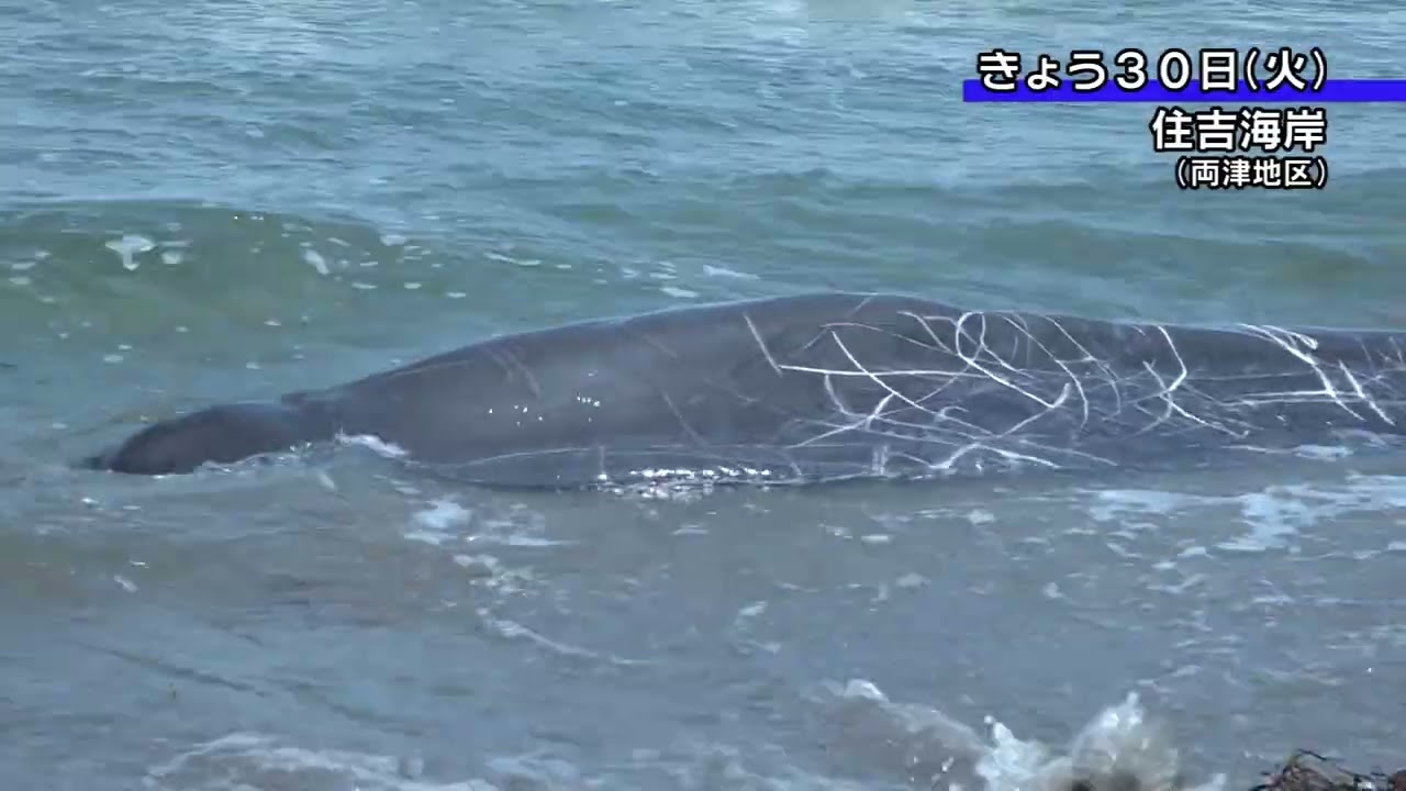 News Digest] Cuvier's Beaked Whale Washes Ashore on Sumiyoshi