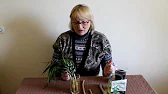 Сад моєї мрії
