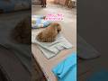 愛用の青タオルを放置して、新しいタオルを堪能するトイプードル #shorts #元保護犬