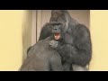 シャバーニと息子キヨマサ 122  Dad Shabani & son Kiyomasa